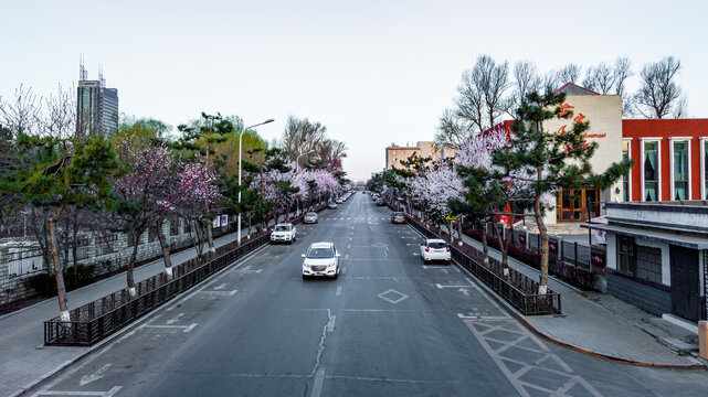 桃花盛开的中国长春城区景观