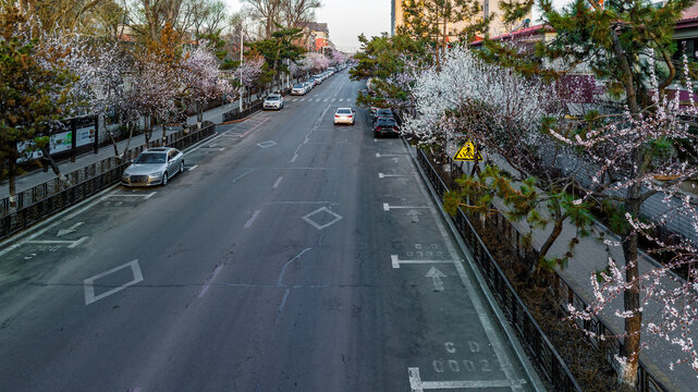 桃花盛开的中国长春城区景观