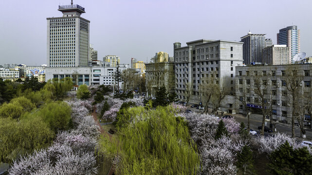 杏花盛开的中国长春城区景观