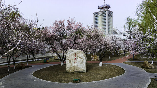 杏花盛开的中国长春城区景观