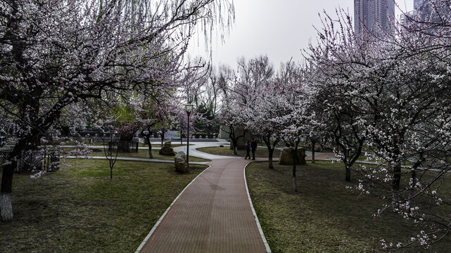 杏花盛开的中国长春城区景观