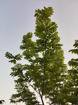 枫杨树