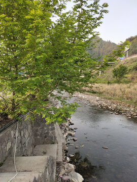 枫杨开花与河水