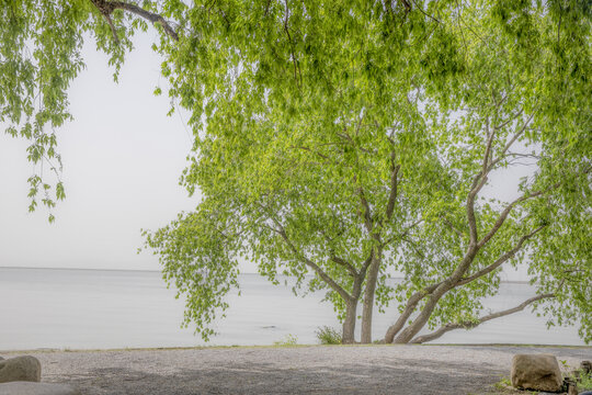 太湖树木背景