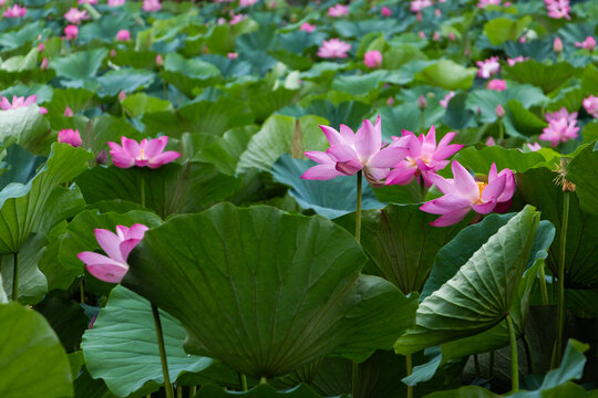 荷花池花绽放