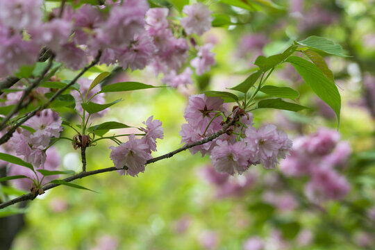 春天樱花