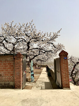 杏花满院