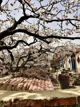 杏花满院