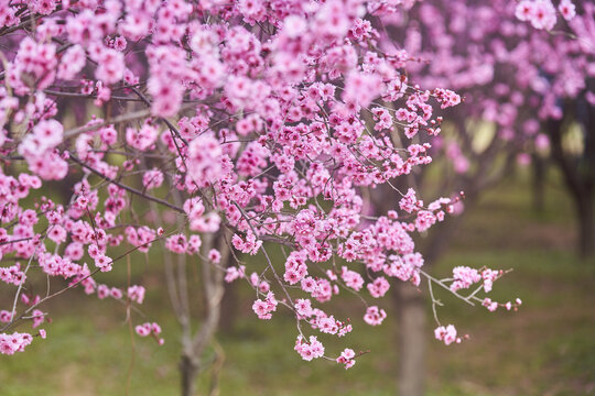 春天粉红色的梅花