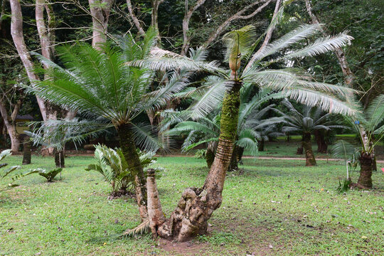 中科院西双版纳植物园