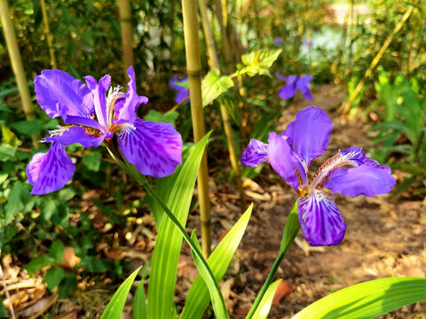 鸢尾花