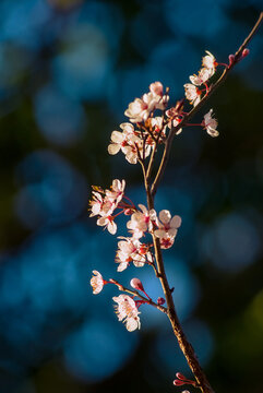 樱花特写