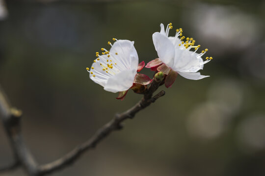 山桃花