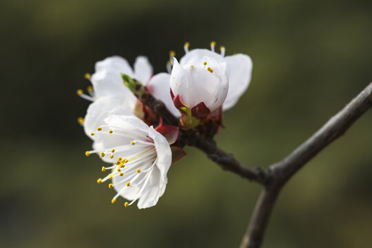 山桃花