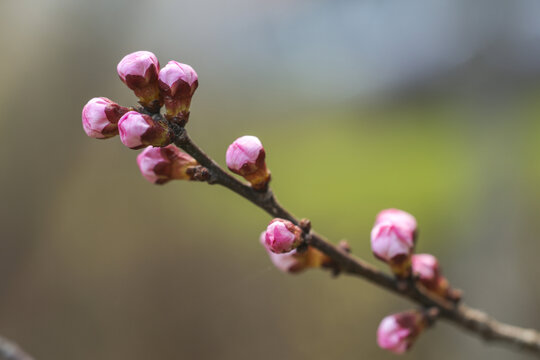 山桃花