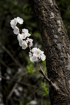 山桃花