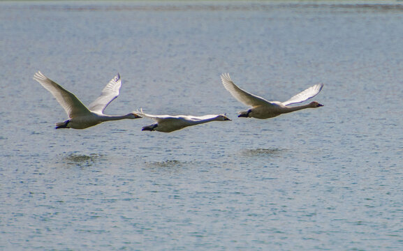 掠过水面的白天鹅