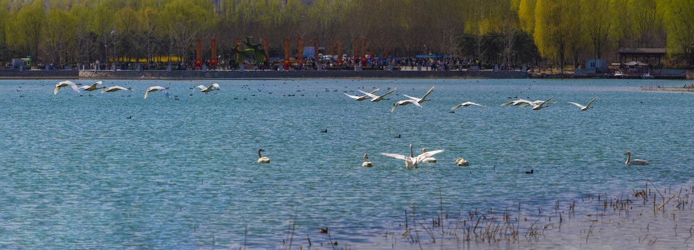 北京南海子天鹅湖