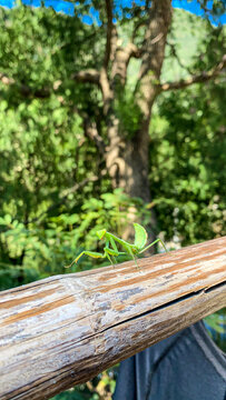 绿色螳螂益虫夏天