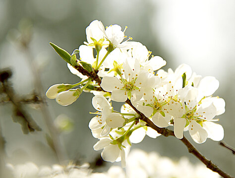 稠李花盛开