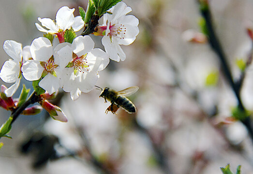 蜜蜂采蜜忙