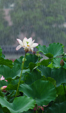 雨荷