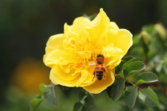 黄刺玫与蜜蜂