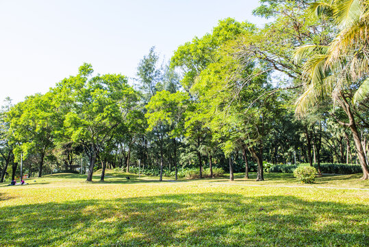 阳光树林