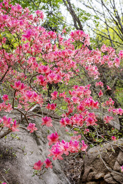 杜鹃花