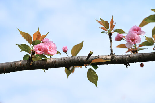 樱花树