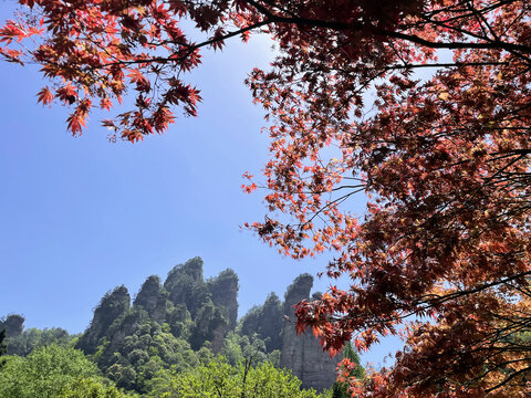 枫叶背景