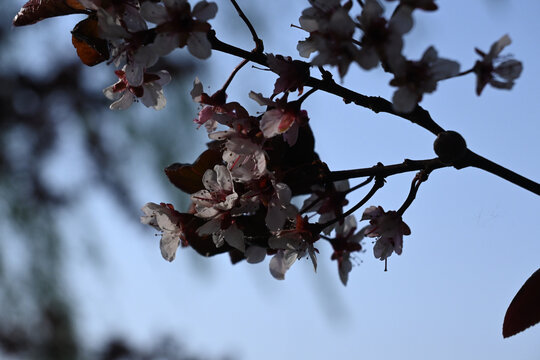 花 草