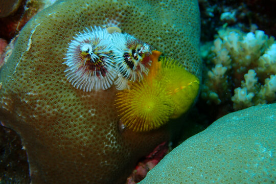 浮游生物无脊椎动物