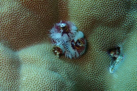 浮游生物无脊椎动物