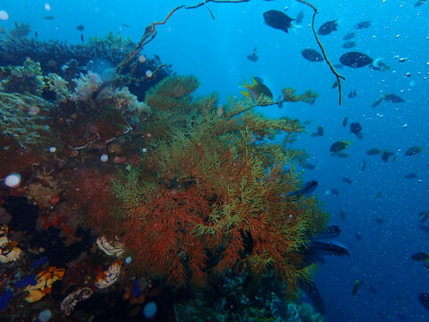 海底植物海草礁石