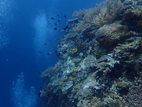 小黑鱼珊瑚礁海底礁石