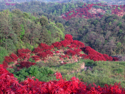 满山红叶