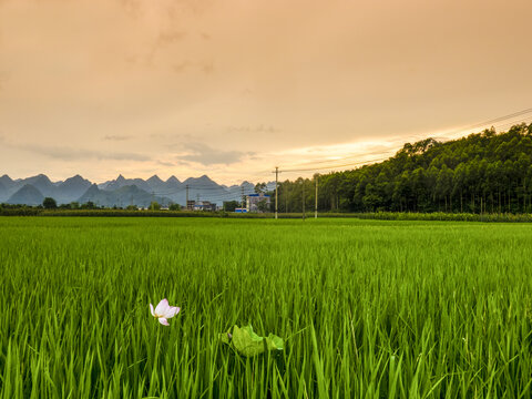 田野