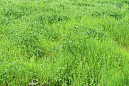 农田绿植背景