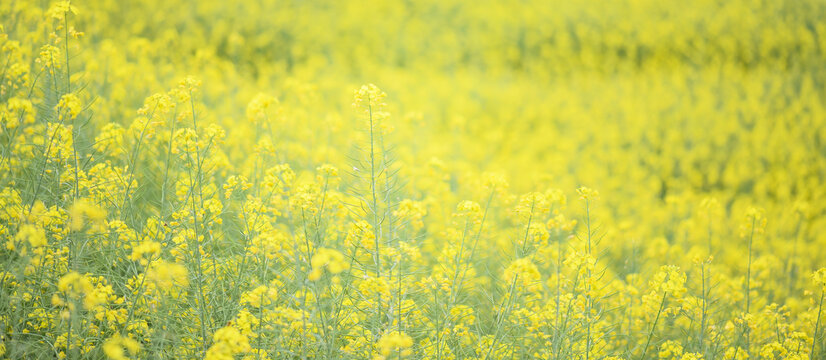 油菜花