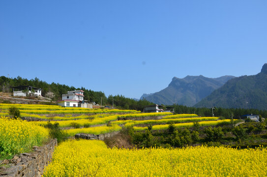 油菜花开