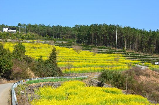 油菜花开