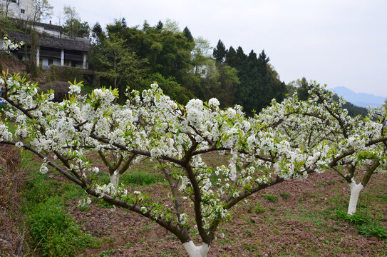 李树花开