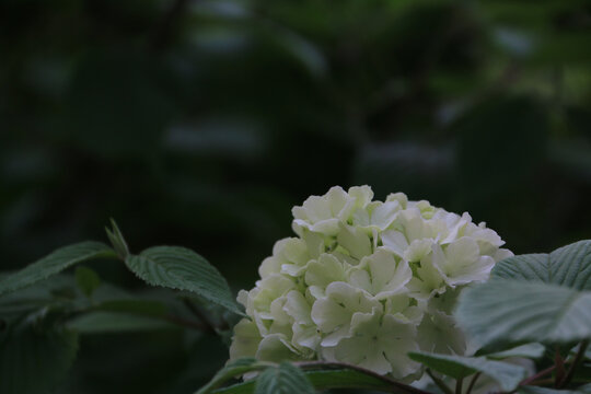 粉团白色绣球花单簇特写