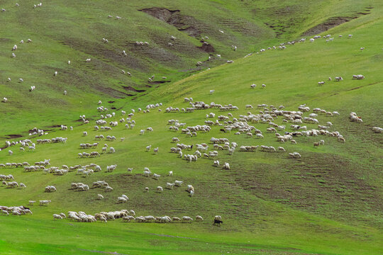 山坡草原羊群吃草
