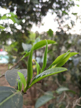 春季茶叶新芽