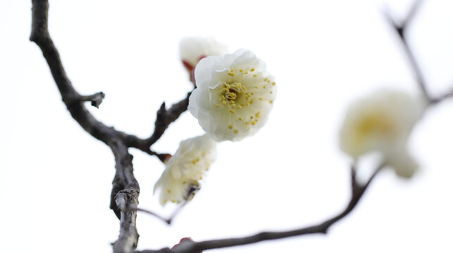 春暖花开