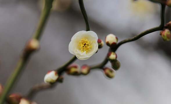 春暖花开