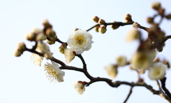 春暖花开