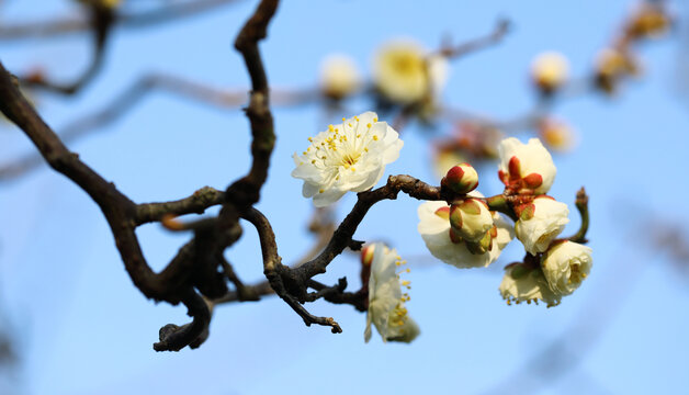 春暖花开